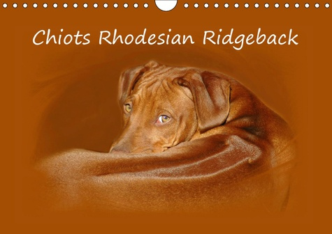 Emprunter CHIOTS RHODESIAN RIDGEBACK (CALENDRIER MURAL 2019 DIN A4 HORIZONTAL) - PHOTOGRAPHIES DE CHIOTS DE RH livre