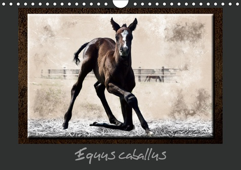 Emprunter EQUUS CABALLUS (CALENDRIER MURAL 2019 DIN A4 HORIZONTAL) - CHEVAL ET EQUIPEMENT (CALENDRIER MENSUEL, livre