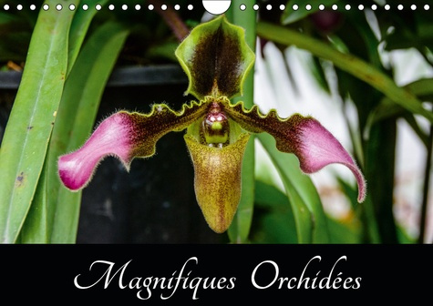 Emprunter MAGNIFIQUES ORCHIDEES (CALENDRIER MURAL 2019 DIN A4 HORIZONTAL) - BELLES PHOTOGRAPHIES D'ORCHIDEES E livre