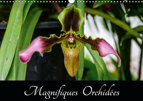 Emprunter MAGNIFIQUES ORCHIDEES (CALENDRIER MURAL 2019 DIN A3 HORIZONTAL) - BELLES PHOTOGRAPHIES D'ORCHIDEES E livre