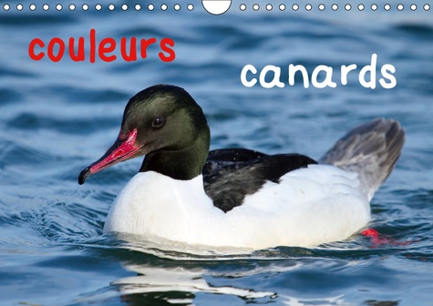 Emprunter COULEURS CANARDS (CALENDRIER MURAL 2019 DIN A4 HORIZONTAL) - CANARDS AUX COULEURS VARIEES ET ENCHANT livre
