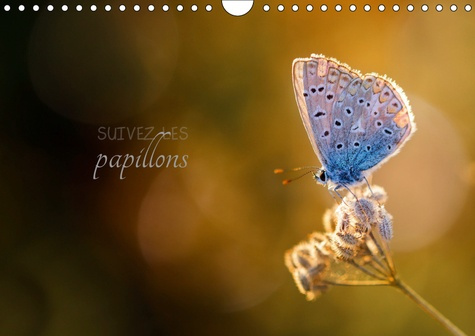 Emprunter SUIVEZ LES PAPILLONS (CALENDRIER MURAL 2019 DIN A4 HORIZONTAL) - CALENDRIER PHOTO SUR LE THEME DES P livre