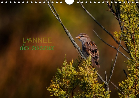 Emprunter L'ANNEE DES OISEAUX (CALENDRIER MURAL 2019 DIN A4 HORIZONTAL) - CALENDRIER REGROUPANT QUELQUES OISEA livre