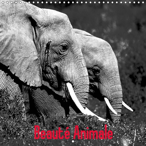 Emprunter BEAUTE ANIMALE (CALENDRIER MURAL 2019 300 * 300 MM SQUARE) - NOTRE PLANETE EST RICHE DE SPECTACLES N livre