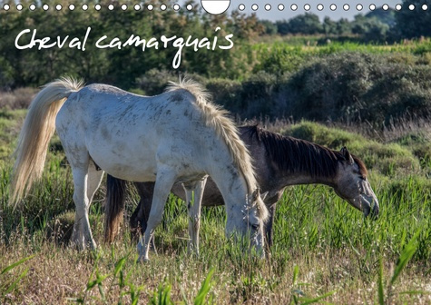 Emprunter CHEVAL CAMARGUAIS (CALENDRIER MURAL 2019 DIN A4 HORIZONTAL) - LA BEAUTE DU CHEVAL SEMI-SAUVAGE (CALE livre