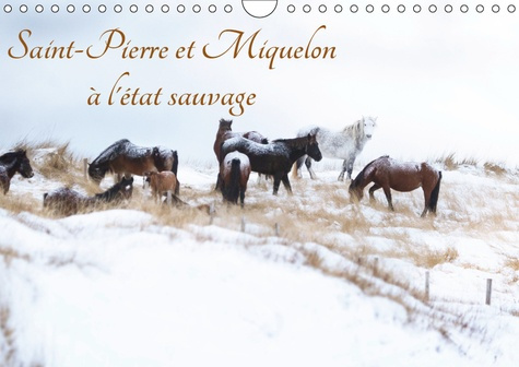 Emprunter SAINT-PIERRE ET MIQUELON A L'ETAT SAUVAGE (CALENDRIER MURAL 2019 DIN A4 HORIZONTAL) - UN PETIT BOUT livre