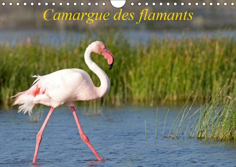 Emprunter CAMARGUE DES FLAMANTS (CALENDRIER MURAL 2019 DIN A4 HORIZONTAL) - LA CAMARGUE, SES FLAMANTS ET SES C livre