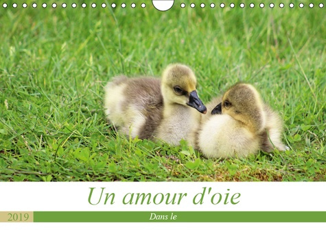 Emprunter UN AMOUR D'OIE (CALENDRIER MURAL 2019 DIN A4 HORIZONTAL) - LA VIE DE MES OIES DE LEURS NAISSANCE A A livre