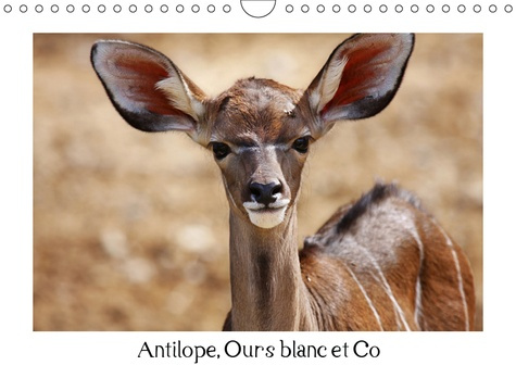 Emprunter ANTILOPE, OURS BLANC ET CO (CALENDRIER MURAL 2019 DIN A4 HORIZONTAL) - ANIMAUX A L'ETAT SAUVAGE (CAL livre