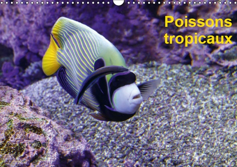 Emprunter POISSONS TROPICAUX (CALENDRIER MURAL 2019 DIN A3 HORIZONTAL) - A LA DECOUVERTE DES POISONS TROPICAUX livre