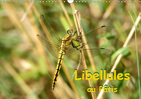 Emprunter LIBELLULES AU PATIS (CALENDRIER MURAL 2019 DIN A3 HORIZONTAL) - RENCONTRE AVEC DES LIBELLULES DANS L livre
