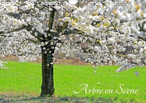 Emprunter ARBRE EN SCENE (CALENDRIER MURAL 2019 DIN A4 HORIZONTAL) - L'ARBRE AUX QUATRE SAISONS (CALENDRIER ME livre