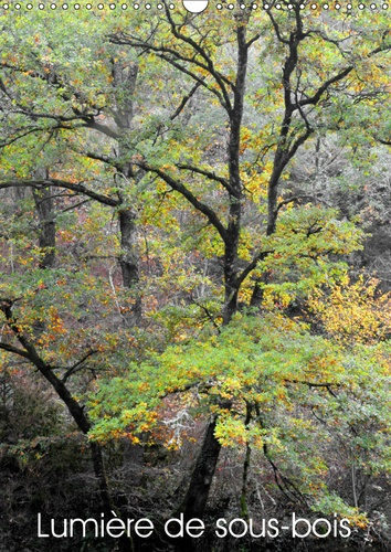 Emprunter LUMIERE DE SOUS-BOIS (CALENDRIER MURAL 2019 DIN A3 VERTICAL) - L'UNIVERS METAPHYSIQUE DE LA FORET (C livre