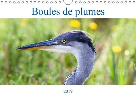 Emprunter BOULES DE PLUMES (CALENDRIER MURAL 2019 DIN A4 HORIZONTAL) - OISEAUX SAUVAGES DE LA FORET DE FONTAIN livre