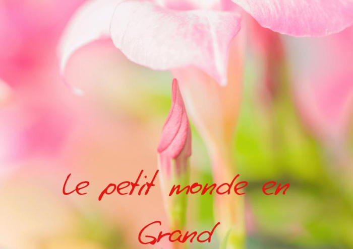 Emprunter LE PETIT MONDE EN GRAND (LIVRE POSTER DIN A3 HORIZONTAL) - PLONGEZ AU COEUR D'UN MONDE INVISIBLE A livre