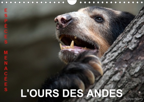 Emprunter L'OURS DES ANDES. Espèces Menacées (Calendrier mural 2020 DIN A4 horizontal). Sur la piste de l'ours livre