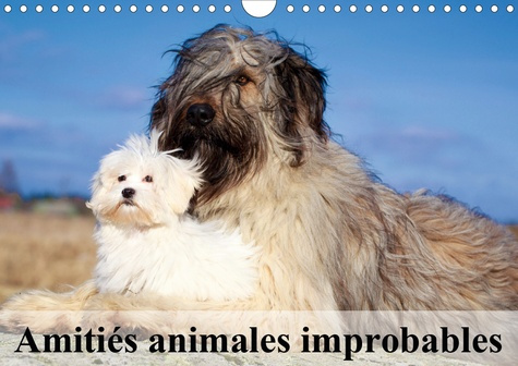 Emprunter Amitiés animales improbables (Calendrier mural 2020 DIN A4 horizontal). Merveilleuses amitiés du mon livre