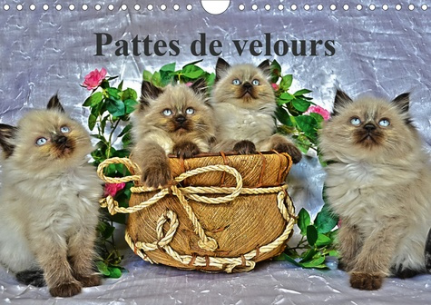 Emprunter PATTES DE VELOURS (CALENDRIER MURAL 2020 DIN A4 HORIZONTAL) - SEANCE PHOTOS DE CHATONS (CALENDRIER M livre