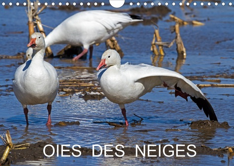 Emprunter OIES DES NEIGES (Calendrier mural 2020 DIN A4 horizontal). Emblème du grand nord canadien (Calendrie livre