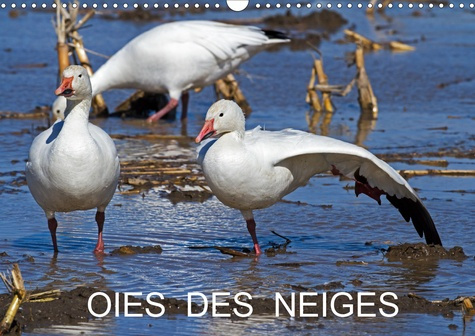 Emprunter OIES DES NEIGES (Calendrier mural 2020 DIN A3 horizontal). Emblème du grand nord canadien (Calendrie livre