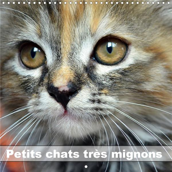 Emprunter Petits chats très mignons (Calendrier mural 2020 300 × 300 mm Square). Photos fascinantes des tigres livre