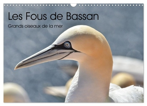 Emprunter Fous de Bassan - Grands oiseaux marins (Calendrier mural 2025 DIN A3 vertical), CALVENDO calendrier livre