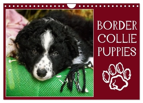 Emprunter Border collie puppies (Calendrier mural 2025 DIN A4 vertical), CALVENDO calendrier mensuel. Photos a livre