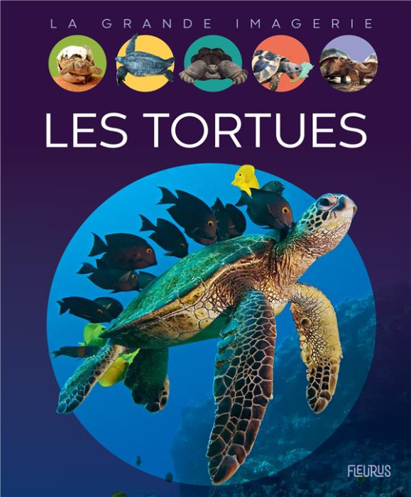 Emprunter Les tortues livre