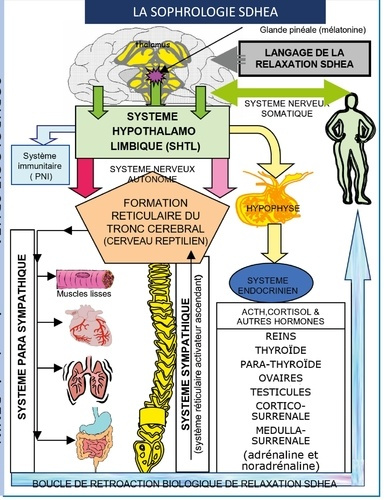 Emprunter Sophrologie SDHEA. Psychosomatique, respiration sophronique, relaxation SDHEA livre