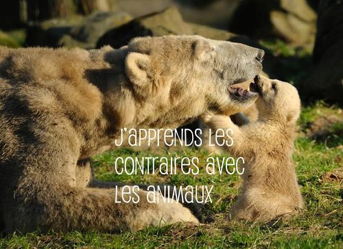 Emprunter J'APPRENDS LES CONTRAIRES AVEC LES ANIMAUX livre