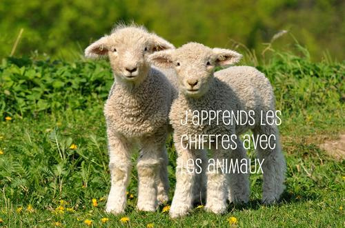 Emprunter J'APPRENDS LES CHIFFRES AVEC LES ANIMAUX livre