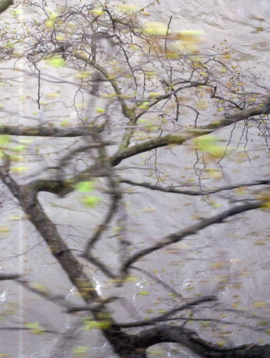 Emprunter Memory of Trees livre