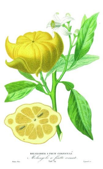 Emprunter Mon carnet de rêveries, de promenades ou de recettes livre