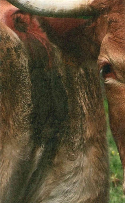 Emprunter We will go far. A way to leak lick leek, Edition bilingue français-anglais livre