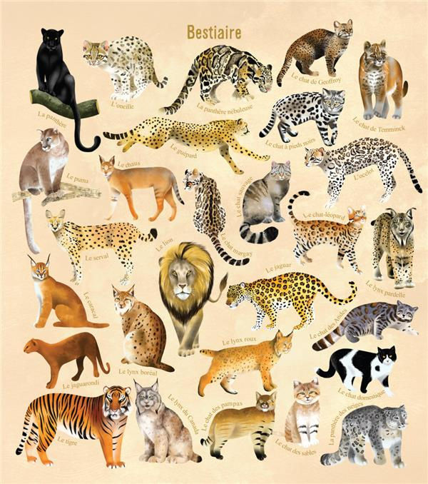 Emprunter Je découvre les félins en dessinant et en coloriant livre