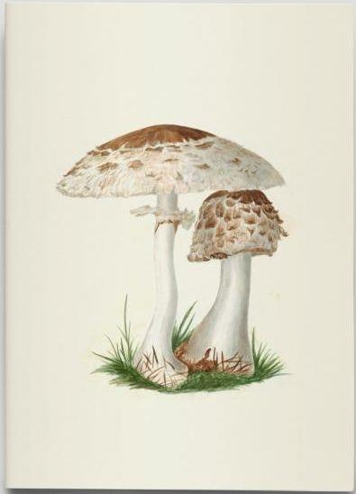 Emprunter Champignons des Midlands. Carnet de notes livre