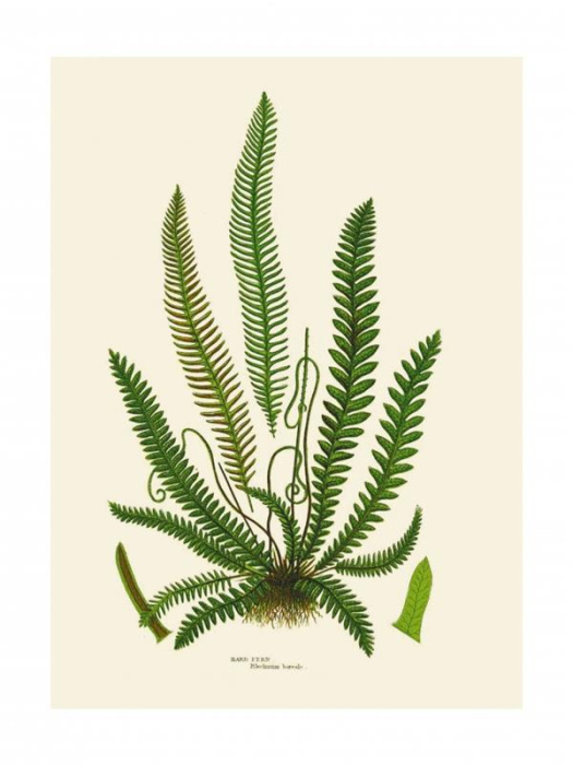 Emprunter Tirage Fougères en épi. Textes en français et anglais livre