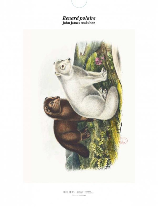 Emprunter Renard polaire, The Viviparous Quadrupeds of North America (1854-1856). Une illustration imprimée su livre