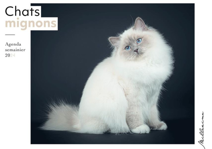 Emprunter Agenda semainier Chats mignons. Edition 2024 livre