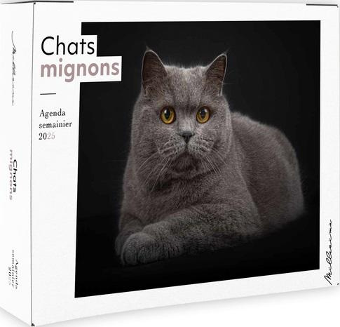 Emprunter Semainier Chats mignons. Edition 2025 livre