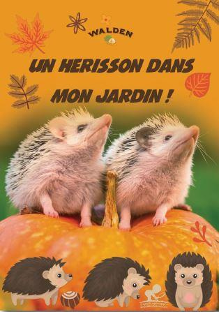 Emprunter Un hérisson dans mon jardin ! livre