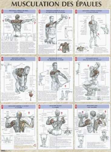 Emprunter Musculation des épaules. Poster 80x60 cm livre