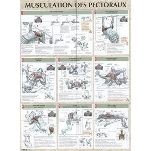 Emprunter Musculation des pectoraux. Poster 80x60 cm livre