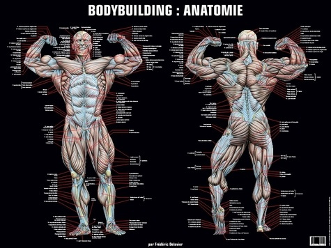 Emprunter Poster bodybuilding anatomie livre