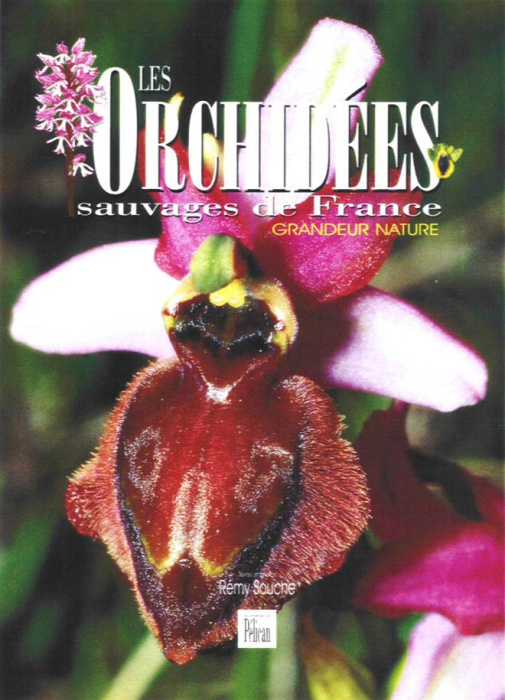 Emprunter Les Orchidées sauvages de France. Grandeur nature livre