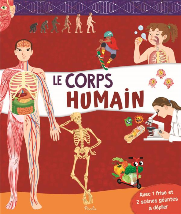 Emprunter Le corps humain. Avec 1 frise et 2 scènes géantes à déplier livre