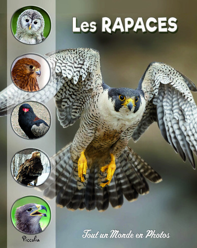 Emprunter Les rapaces livre