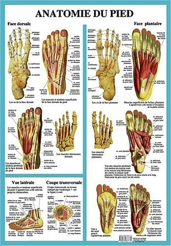 Emprunter ANATOMIE DU PIED - PLANCHE A2 PLASTIFIEE livre