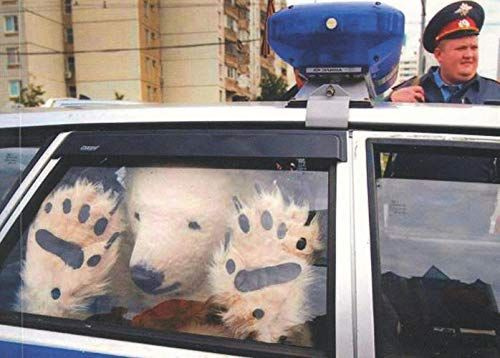 Emprunter What The Mega Fuck! 1e édition livre