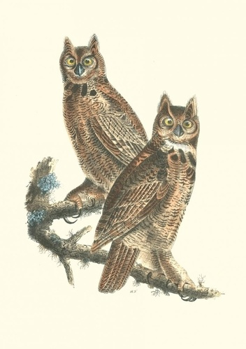 Emprunter Carnet Oiseaux d’Amérique livre